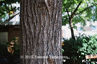 A close-up of the trunk of Sommer-Linde to show how the bark looks like.